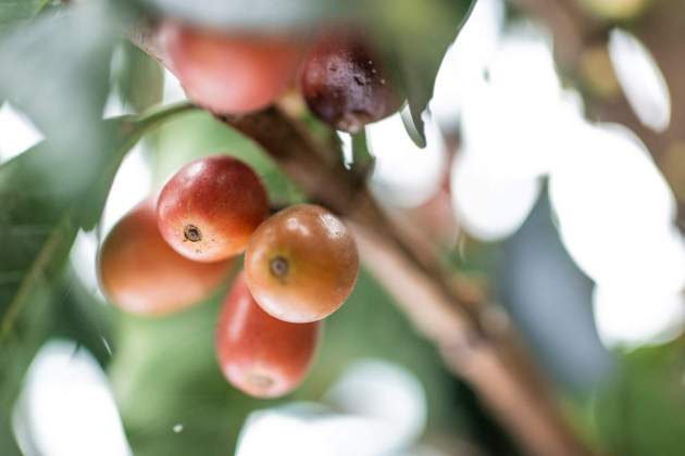 carlos felipe ramirez mesa xXLNaCxa0rQ unsplash carlos felipe ramirez mesa xXLNaCxa0rQ unsplash