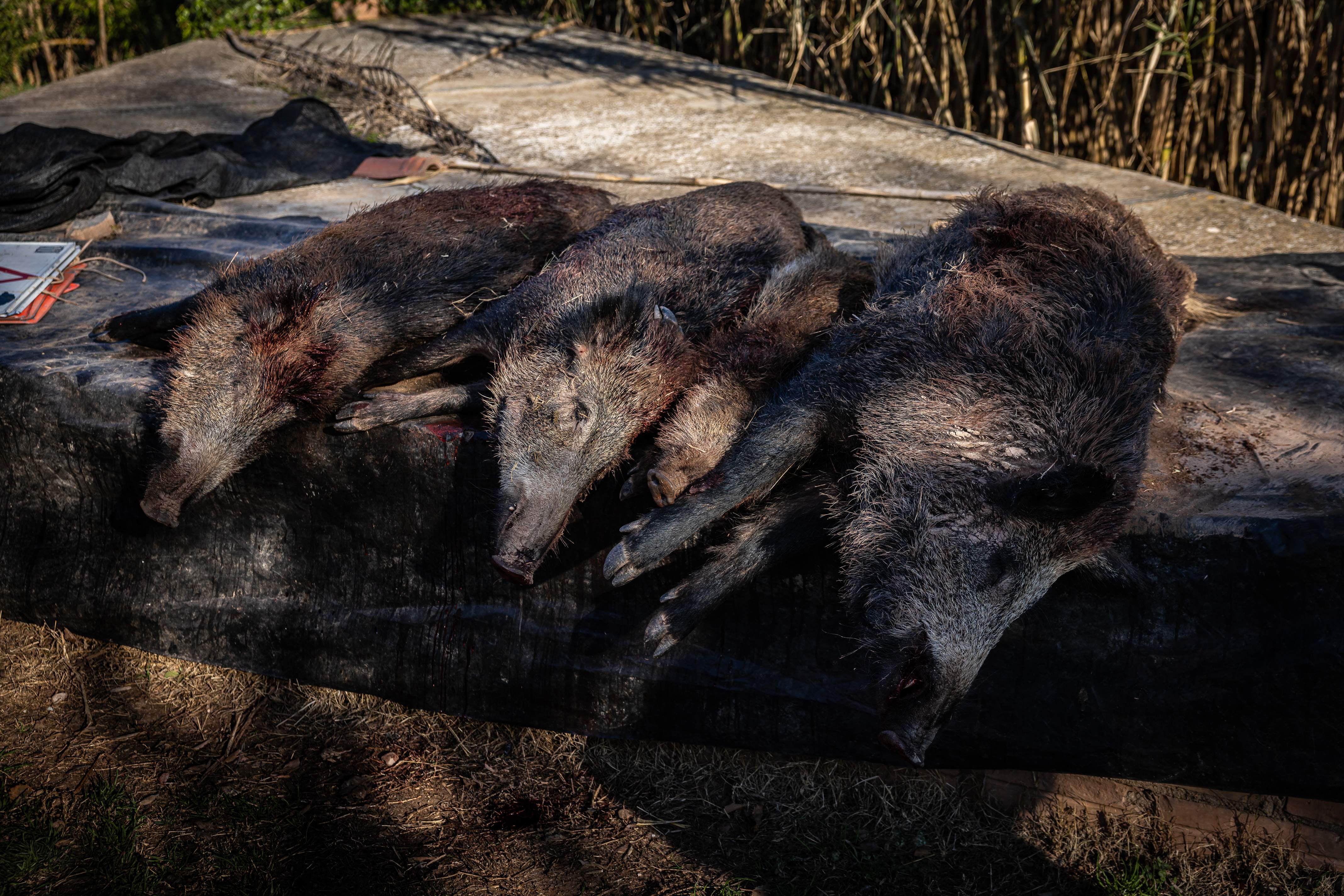 Un tribunal de Cerdanyola investigará el brote de peste porcina