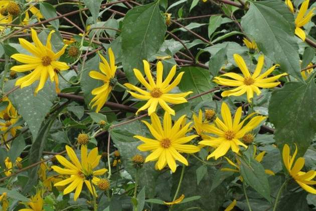 Helianthus tuberosus / Foto: Unsplash