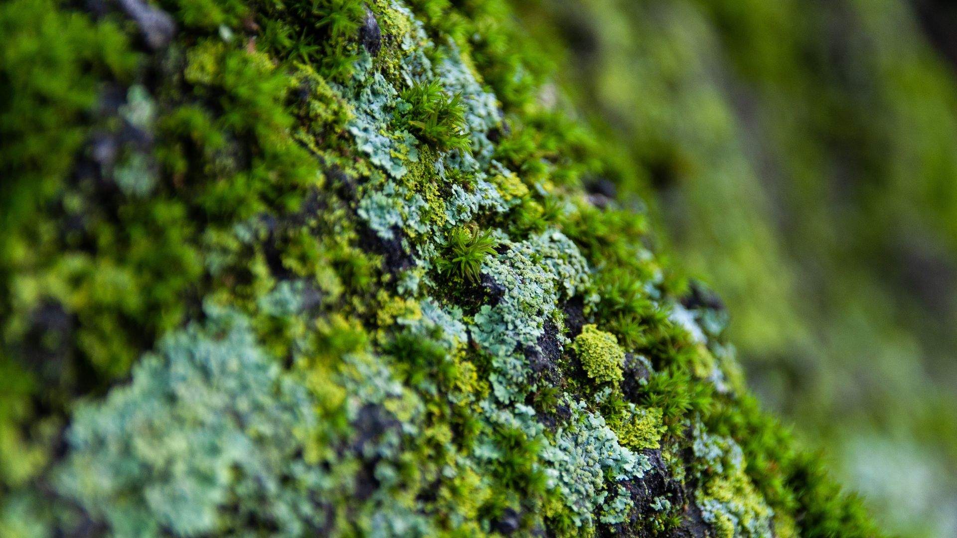 Aquestes són les 5 plantes de Nadal que no hauries d'agafar mai del bosc