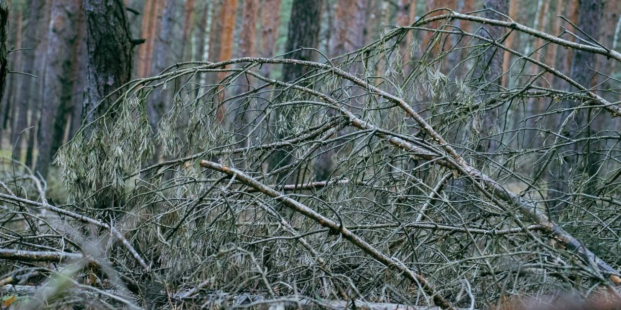 Restos de poda / Foto: unsplash Restos de poda / Foto: unsplash