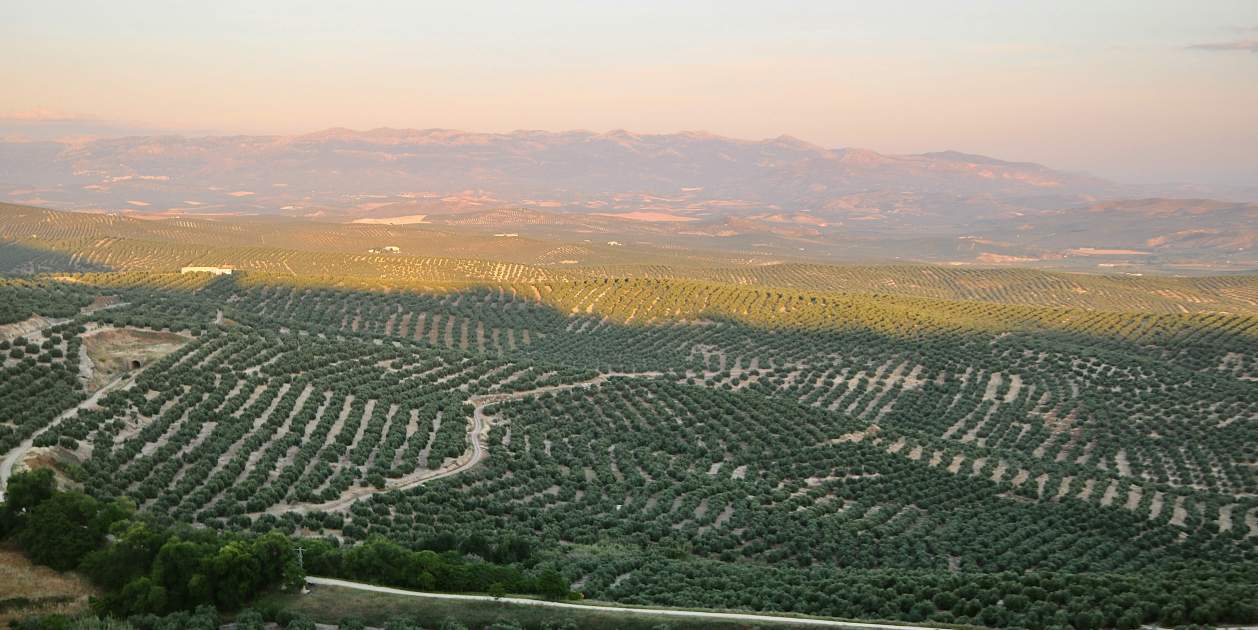Mar de olivares / Foto: Jorge Fernandez Salas/unsplash Mar de olivares / Foto: Jorge Fernandez Salas/unsplash