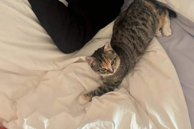 La nueva gatita / Instagram La nueva gatita / Instagram