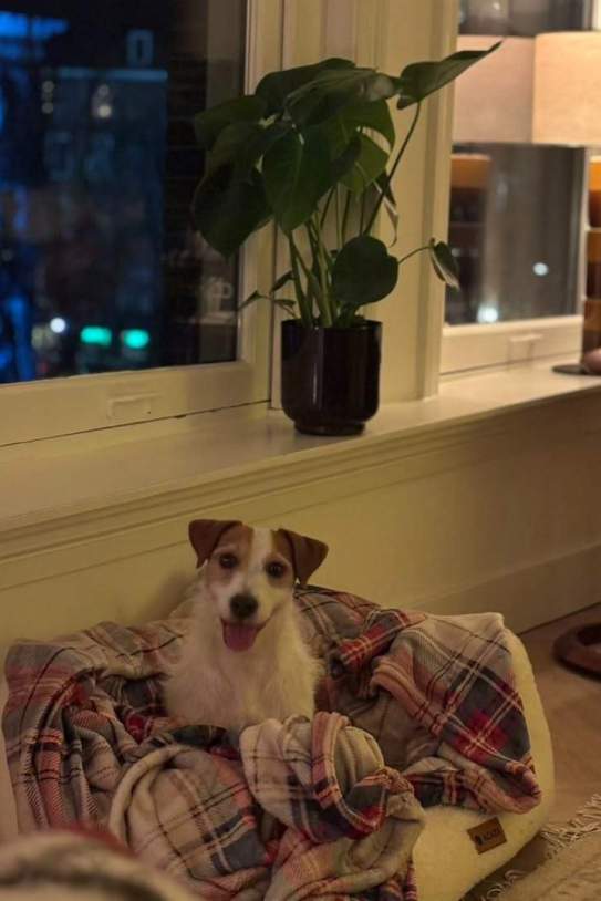 El perro de Sandra Barneda / Instagram El perro de Sandra Barneda / Instagram