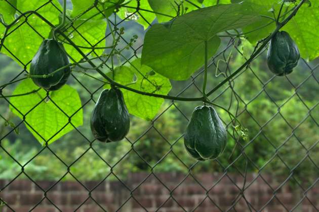 Patata de aire en árbol / Foto: Unsplash