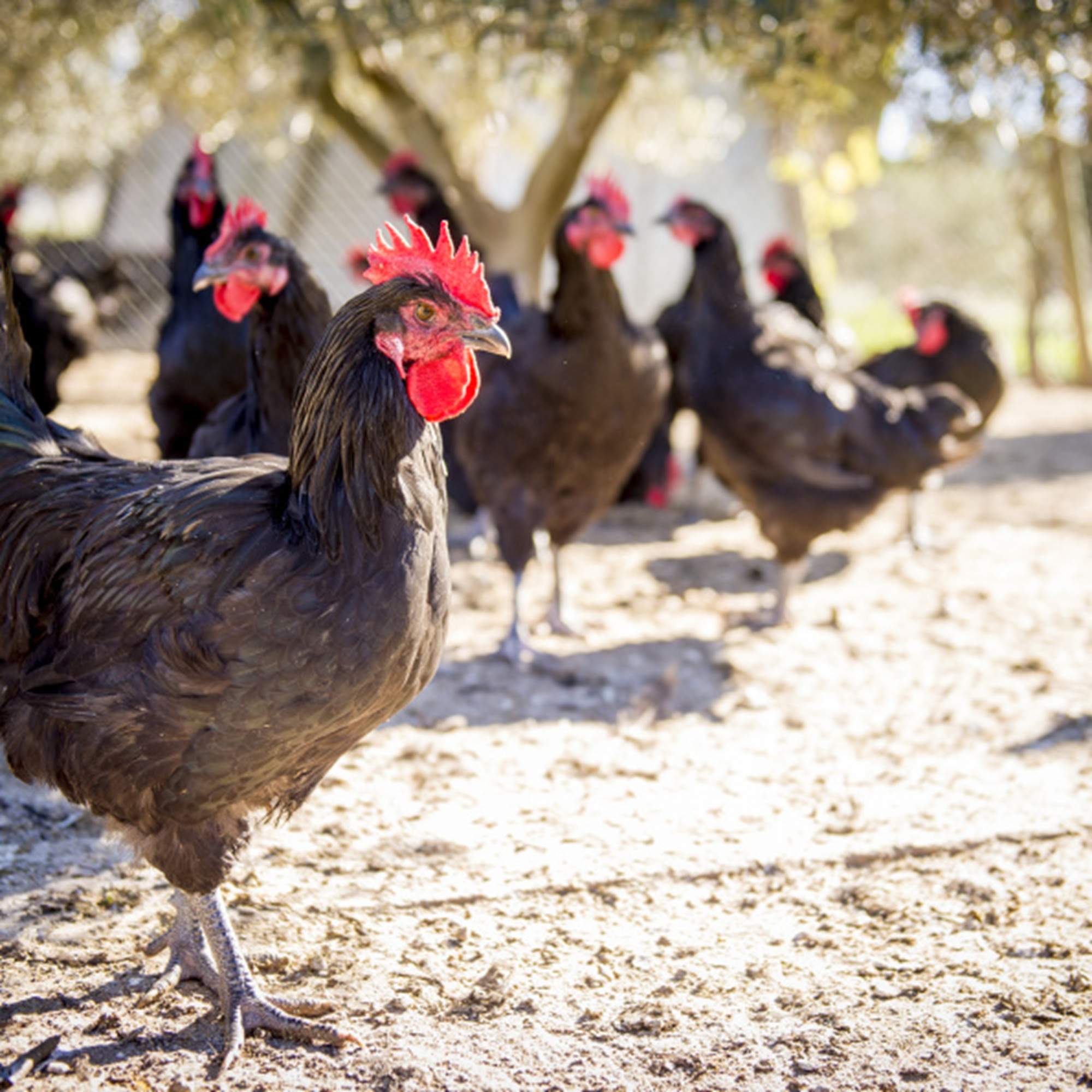 361ª Feria del Gallo de Vilafranca del Penedès