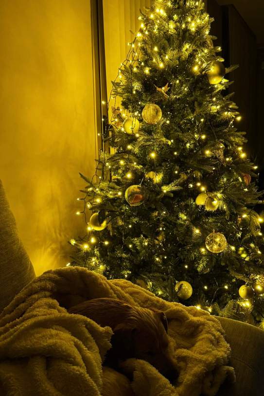   joangarcia 1766947773 3797755642971423799 1522319054 (1)