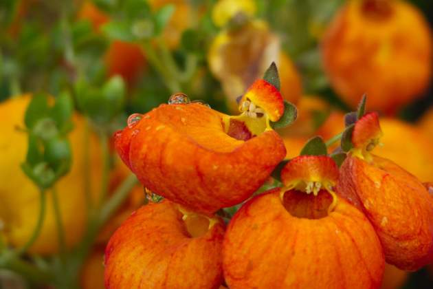 jack blueberry 6464e RZW0k unsplash