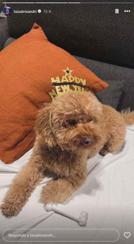 Los perritos de Laia Aleixandri, de celebración IG