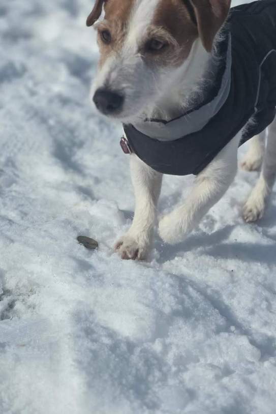 El perrito de Barenda / Instagram El perrito de Barenda / Instagram