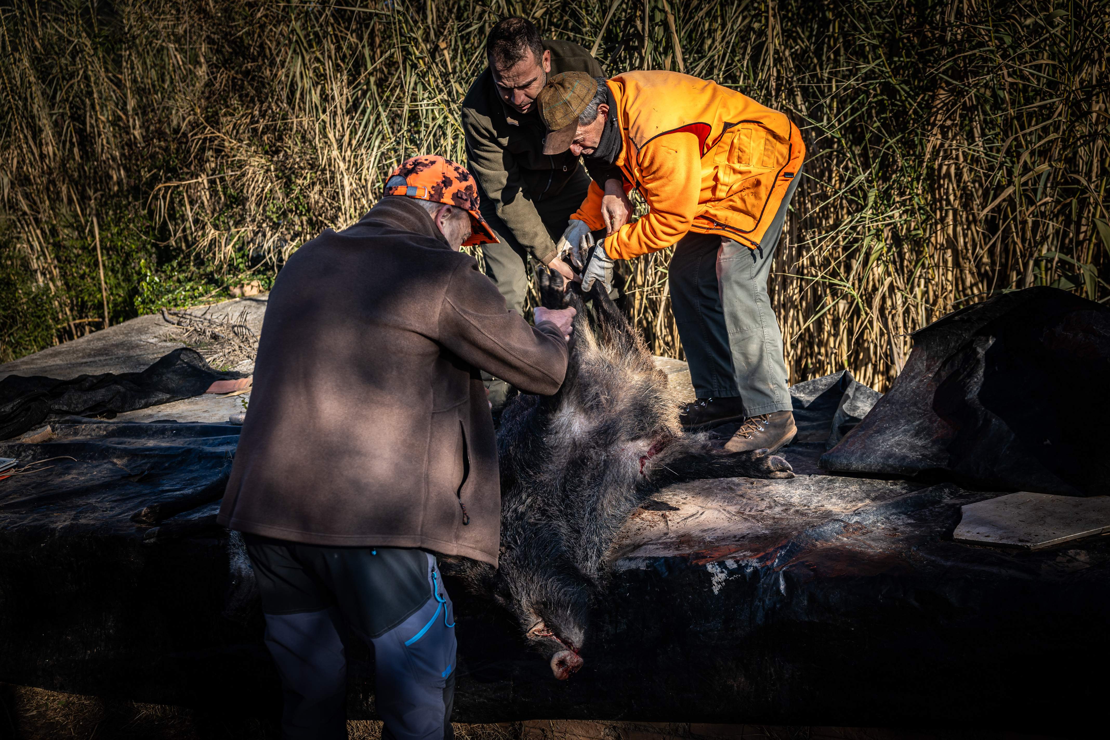 El Govern accelera el control del senglar per reduir dràsticament la sobrepoblació