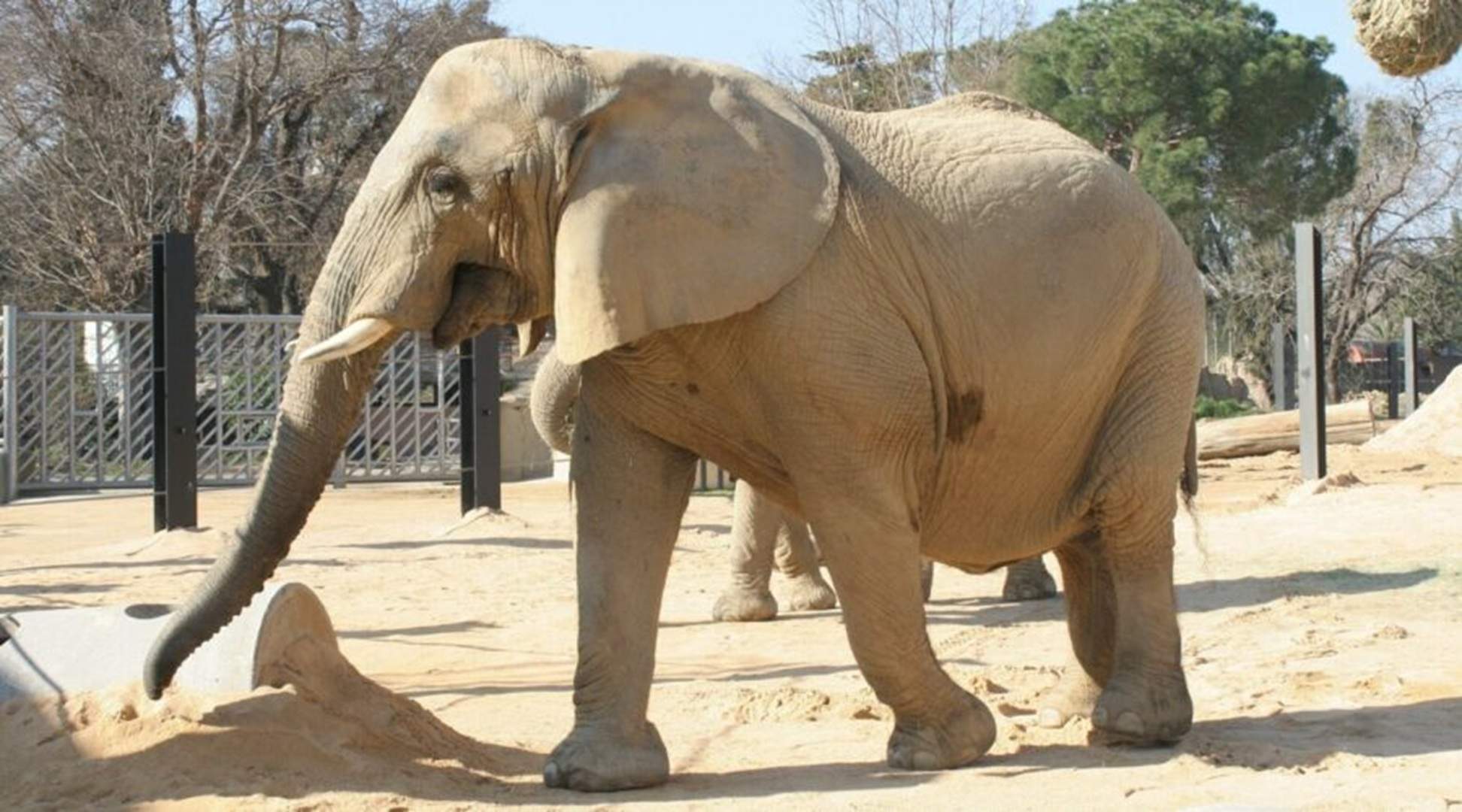 Muere la elefanta Susi del Zoo de Barcelona