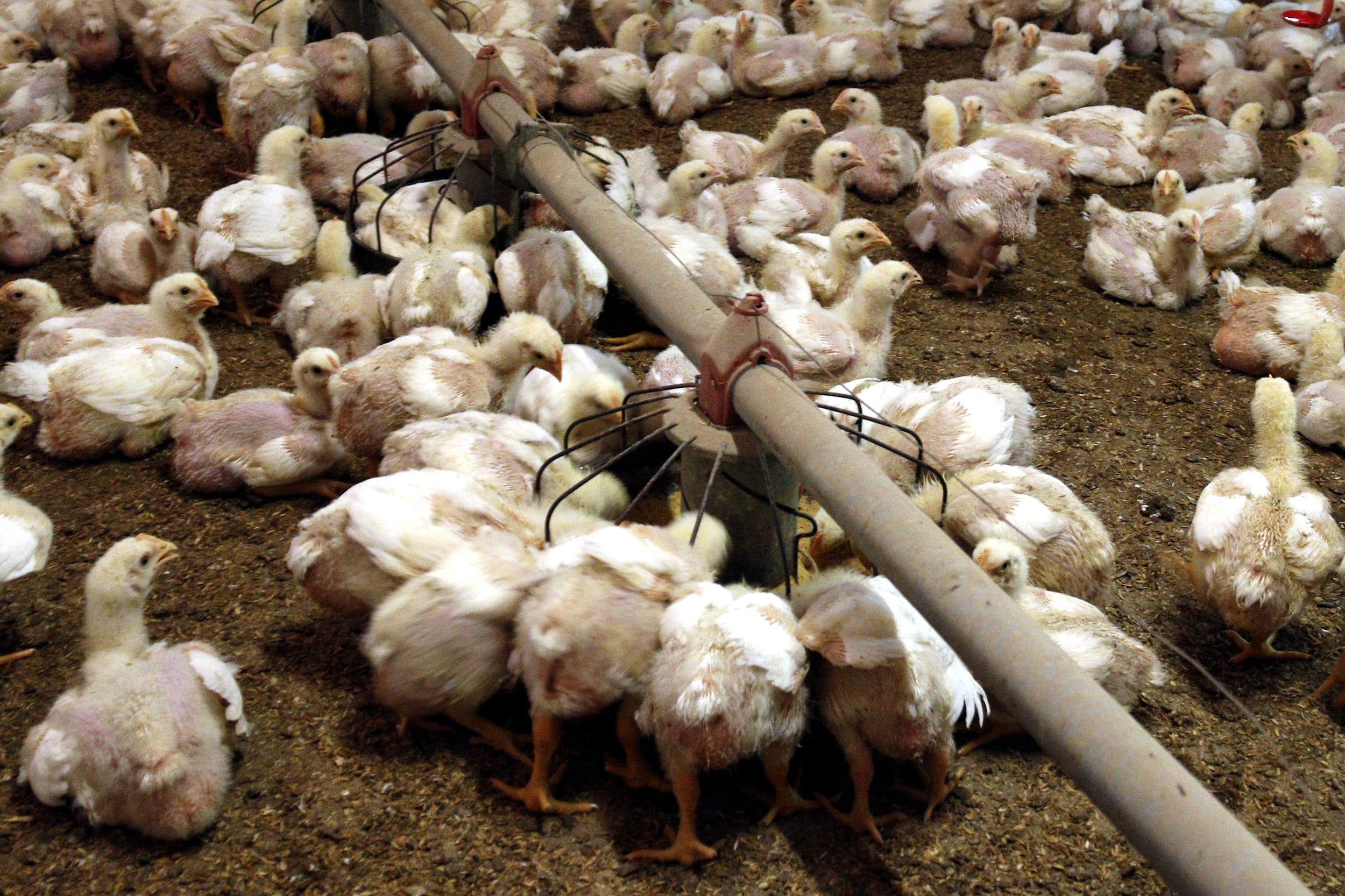 Un nou cas de grip aviària a l'Urgell obliga a sacrificar 9.000 gallines i ampliar el radi de vigilància