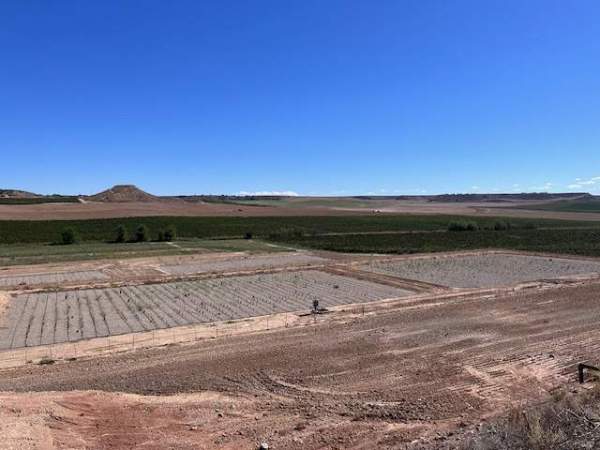 Raimat posa en marxa una depuradora natural al mig de les vinyes