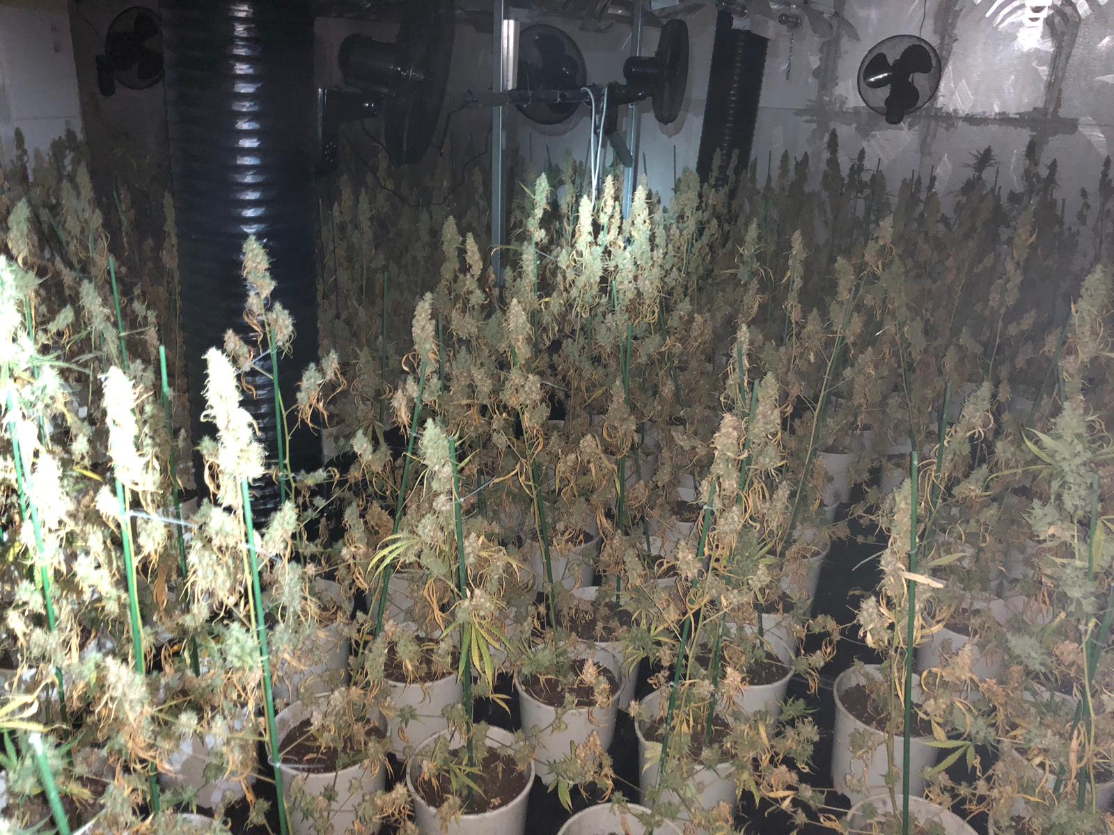 Troben 800 plantes de marihuana dins d'una casa a Reus