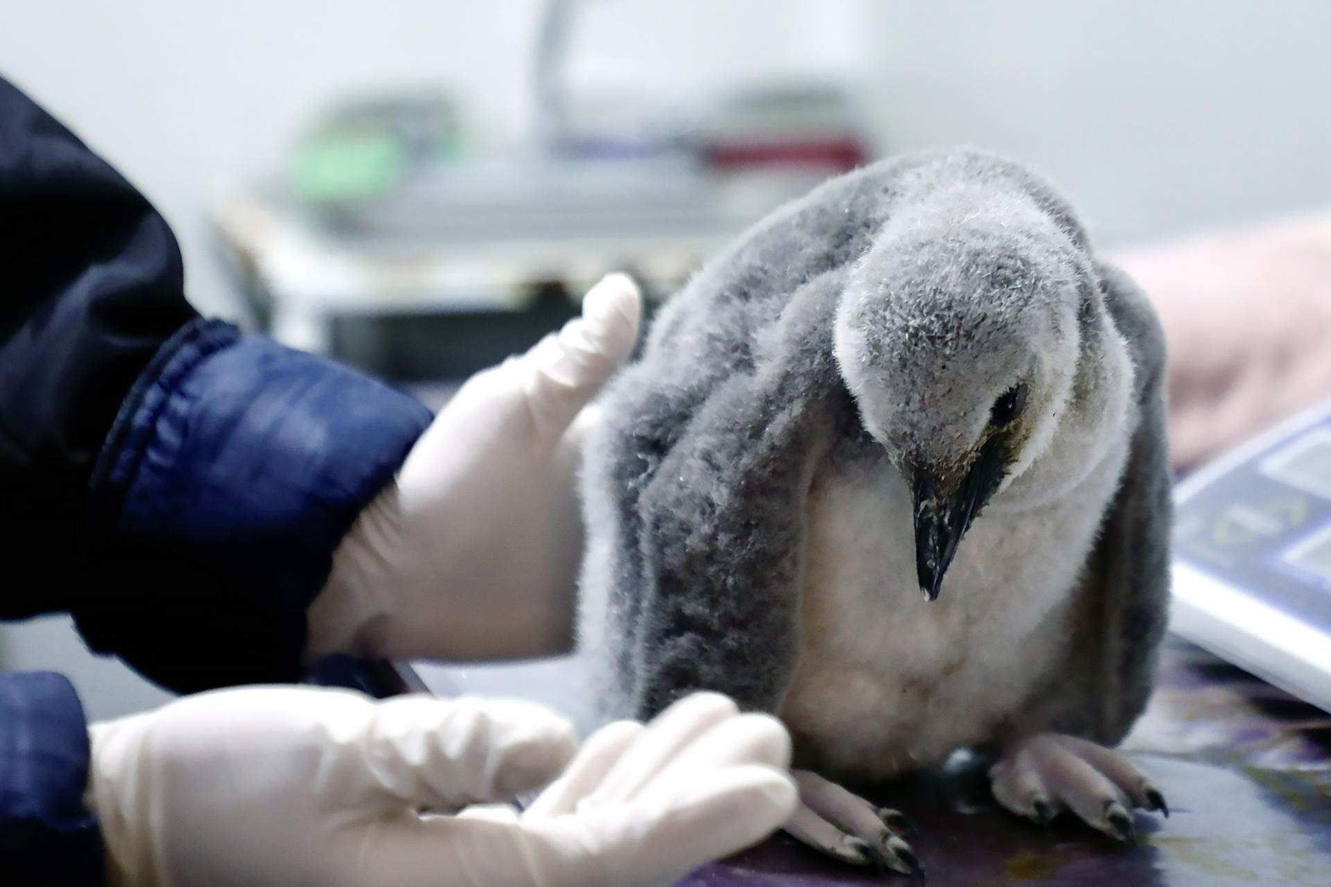 Els pingüins i els estralls del canvi climàtic: així afecta la seva reproducció