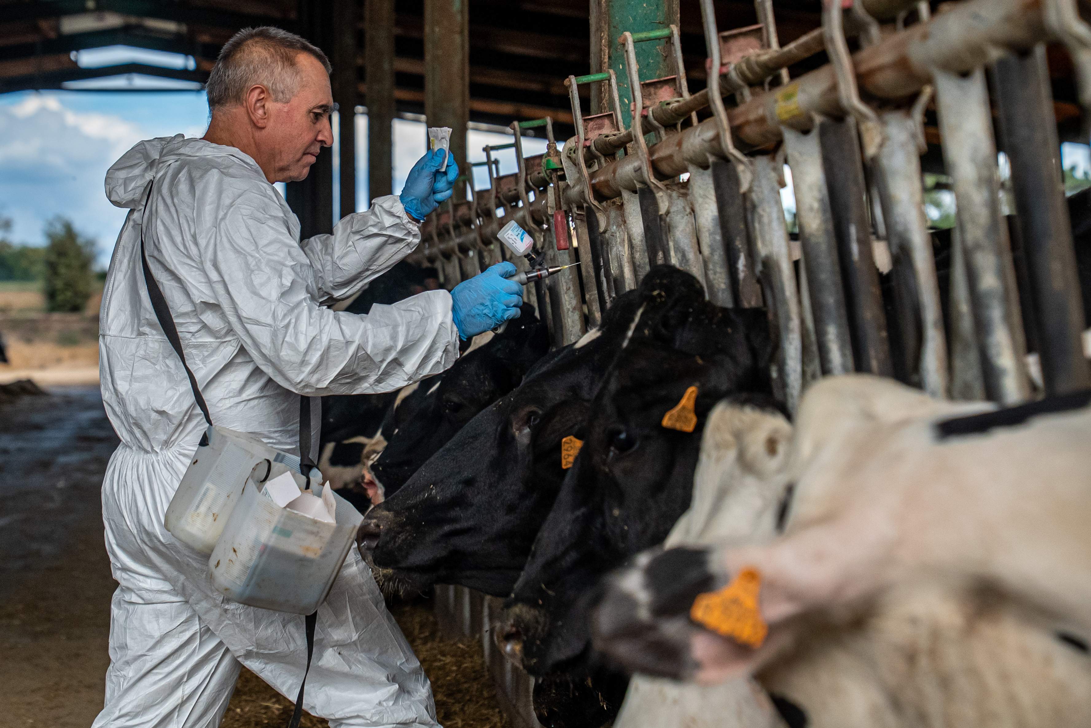 S'aixequen les restriccions en 79 municipis catalans pels casos de dermatosi nodular a França