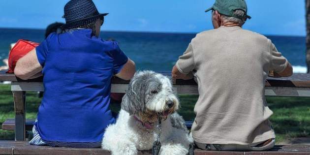 Imserso con mascota Imserso con mascota