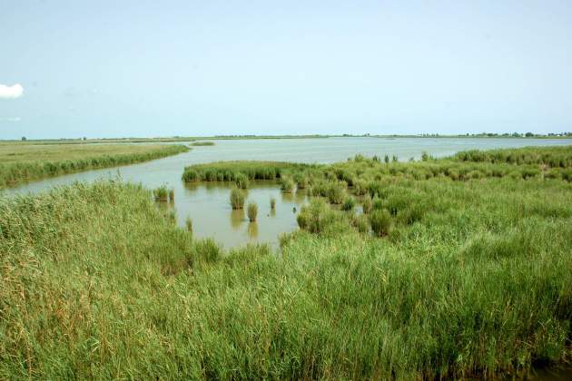 Delta del Ebro L'Encanyissada