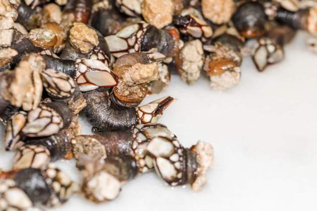 Percebes frescos / Foto: Unsplash