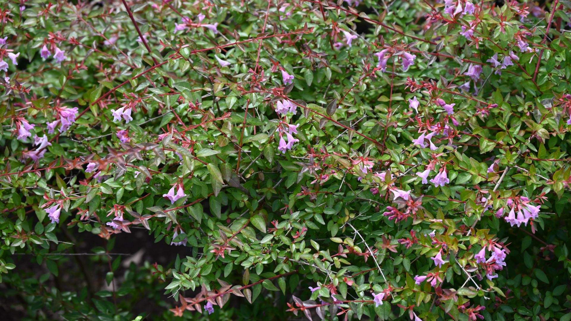 Pocos la conocen, pero es una de las plantas más agradecidas: bonita todo el año y fácil de mantener