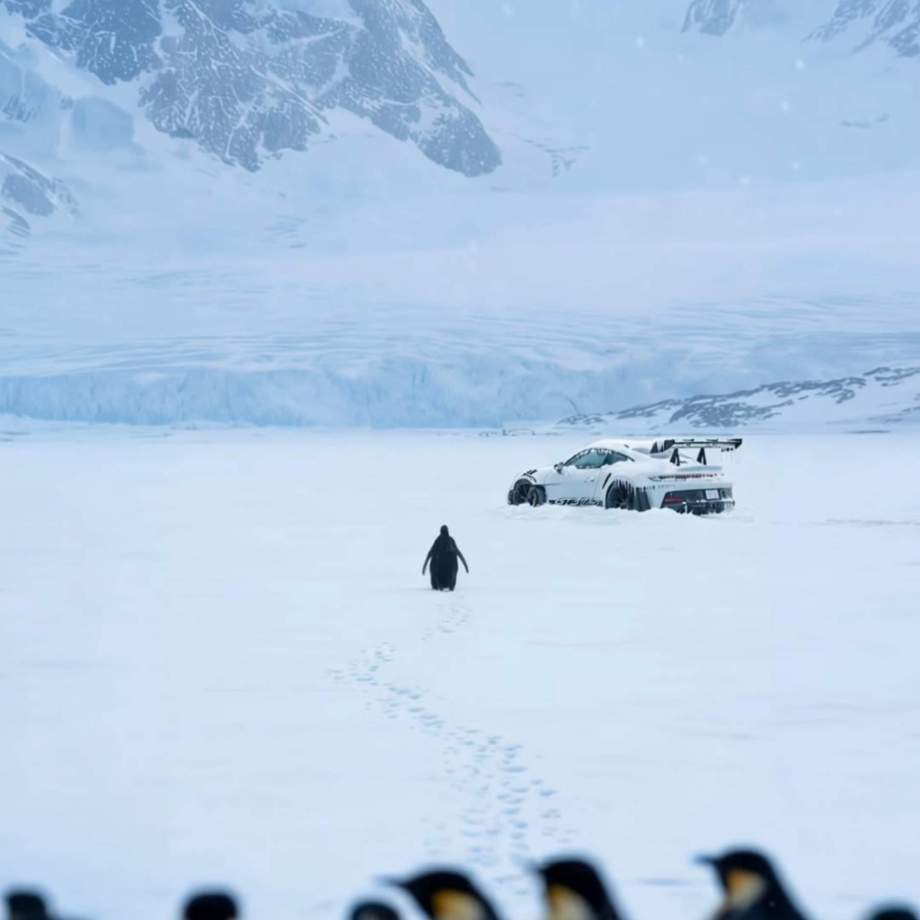 Foto d'un pingüí que ha publicat en Plex   Instagram