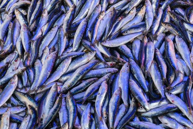 Boquerones frescos / Foto: Unsplash Boquerones frescos / Foto: Unsplash