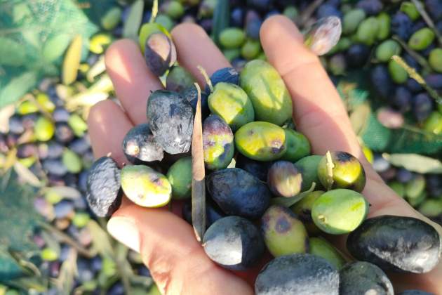 Aceite de oliva / Foto: Unsplash