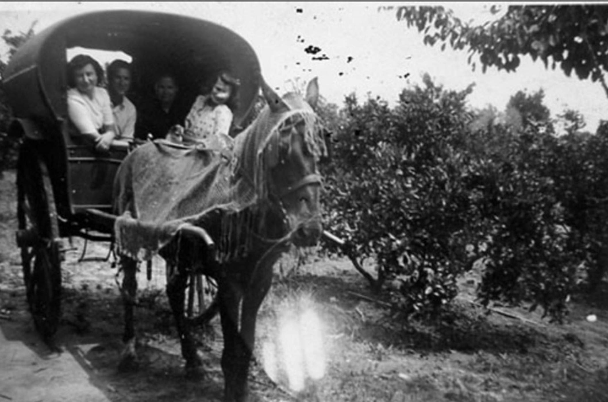 Des de quan mengem mandarines?