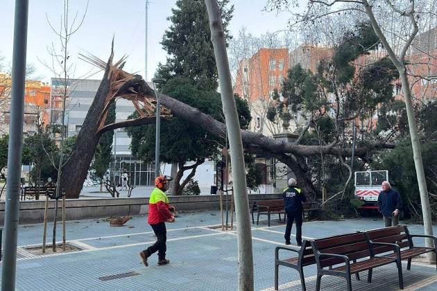 arbre caigut carrer Àngel Guimerà a Esplugues de Llobregat C.M.
