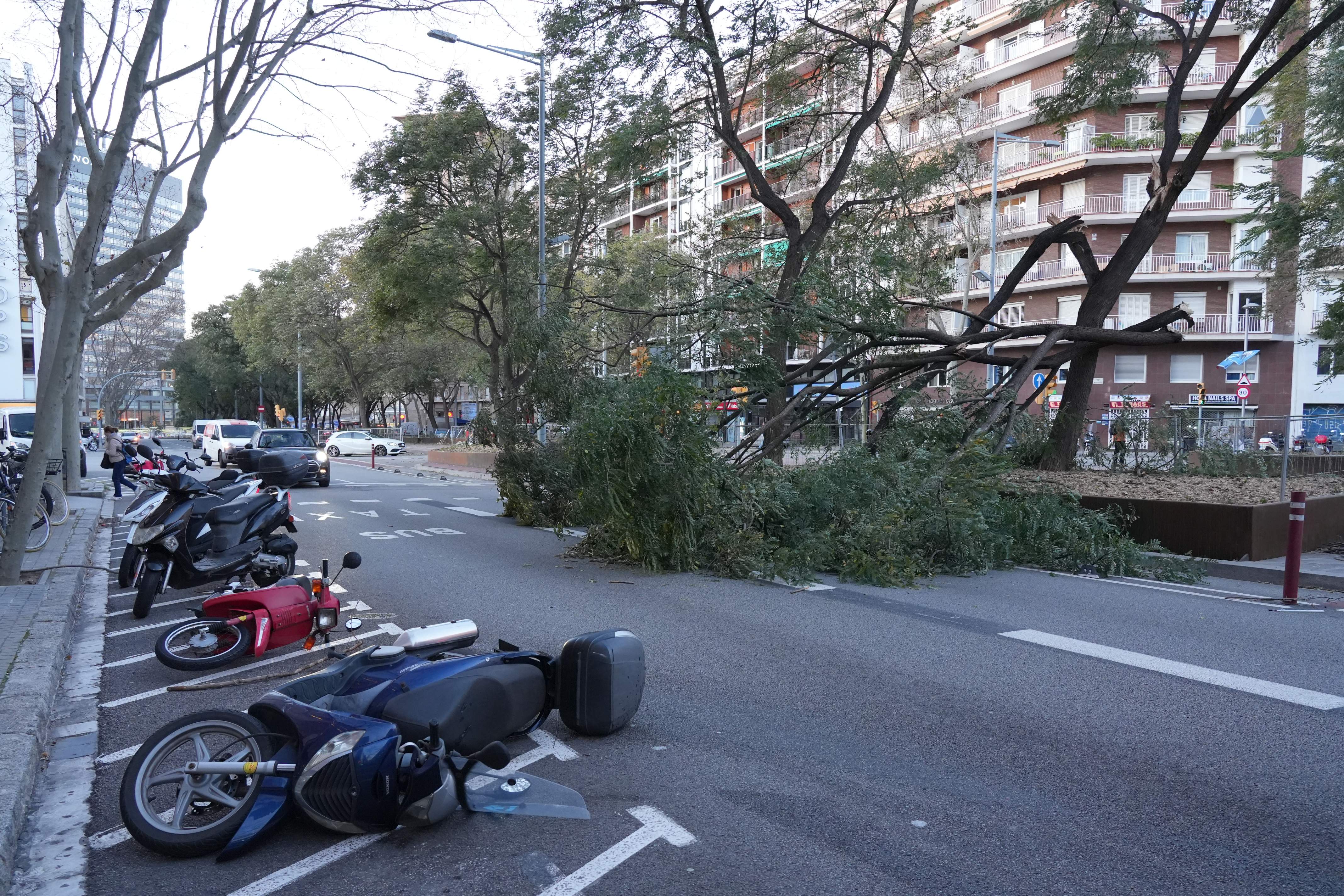 Arbre caigut vent estacio Sants / ACN Arbre caigut vent estacio Sants / ACN