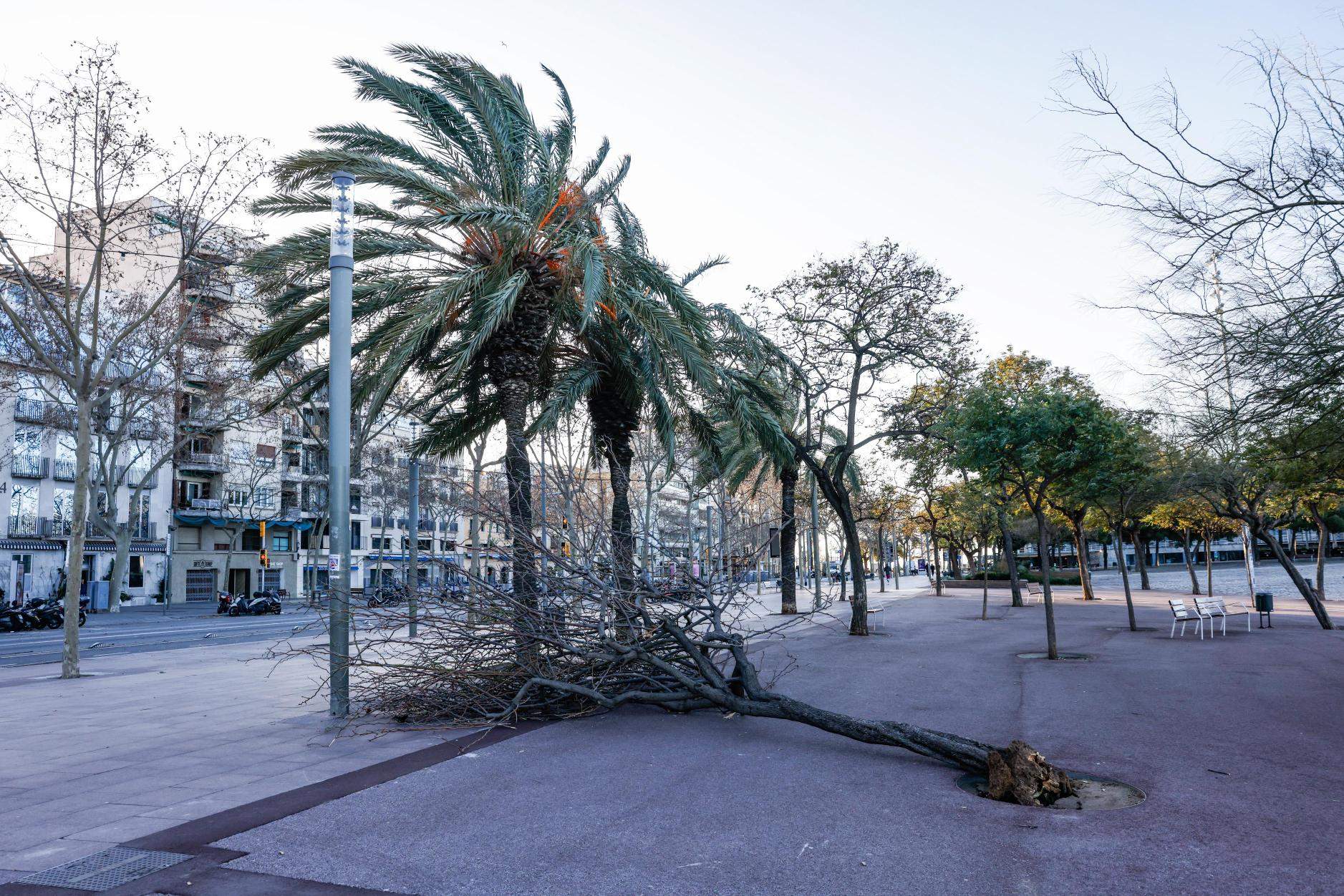 Una Barcelona al ralentí pel vent eleva a emergència el Pla d’Actuació Municipal per Ventades