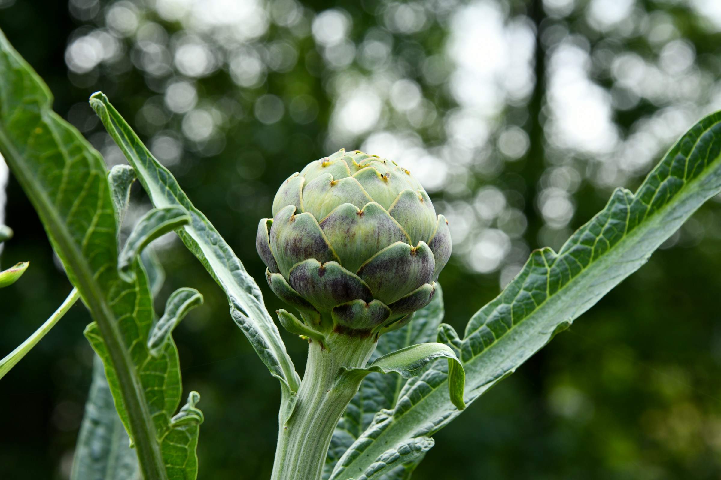 Carxofes en flor, una recepta molt visual i nutritiva que està de temporada