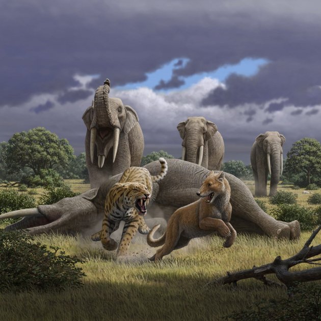 escena machairodus magericyon color de la muestra i sables y mastodontes i (1)