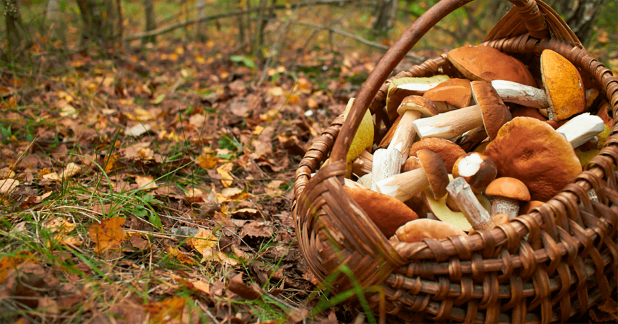 Les 8 aplicacions per buscar bolets (i no morir-te quan te'ls mengis)