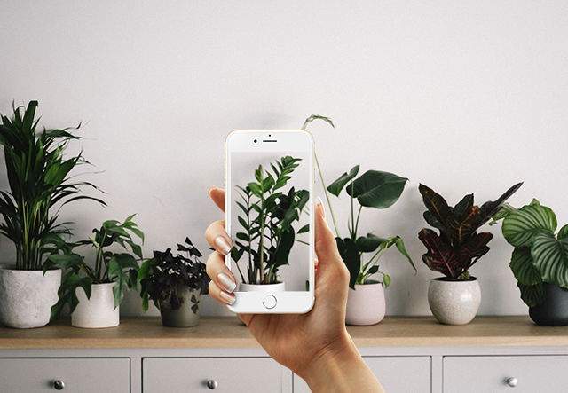 Las mejores 8 aplicaciones para identificar plantas y flores en el iPhone