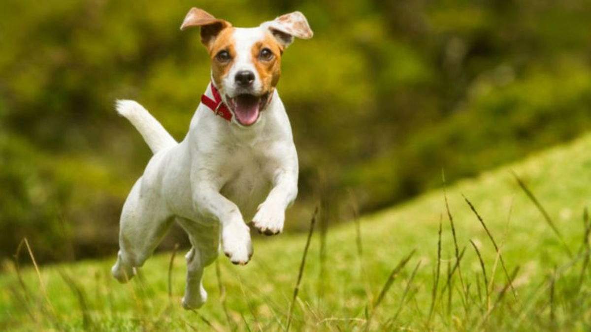 iOS 15: com identificar llocs, plantes i mascotes a l'app Fotos