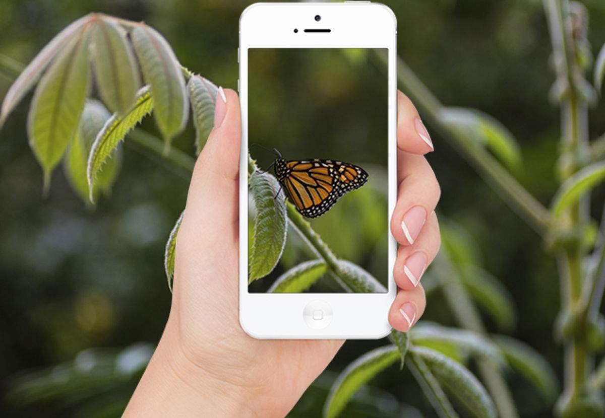 Millors apps per identificar insectes des d'iPhone
