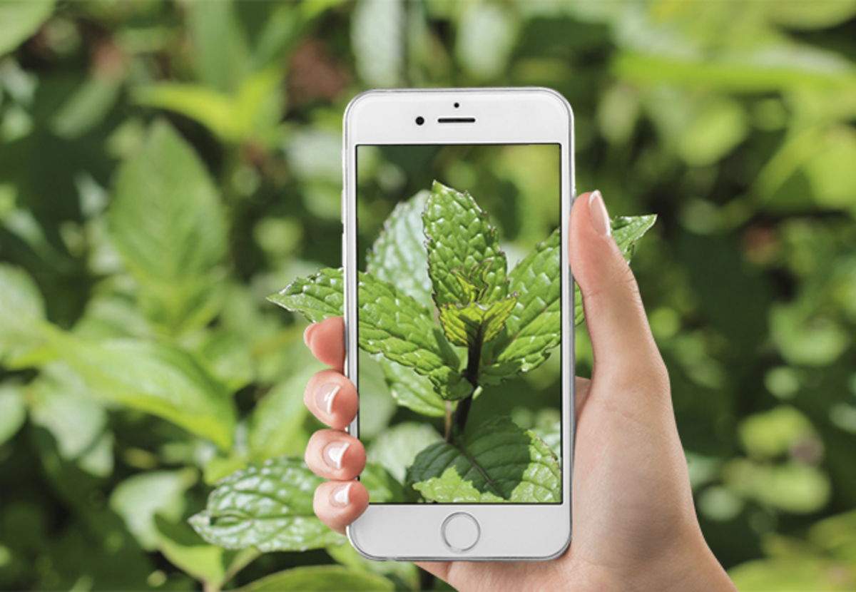 Millors apps per identificar plantes medicinals des d'iPhone