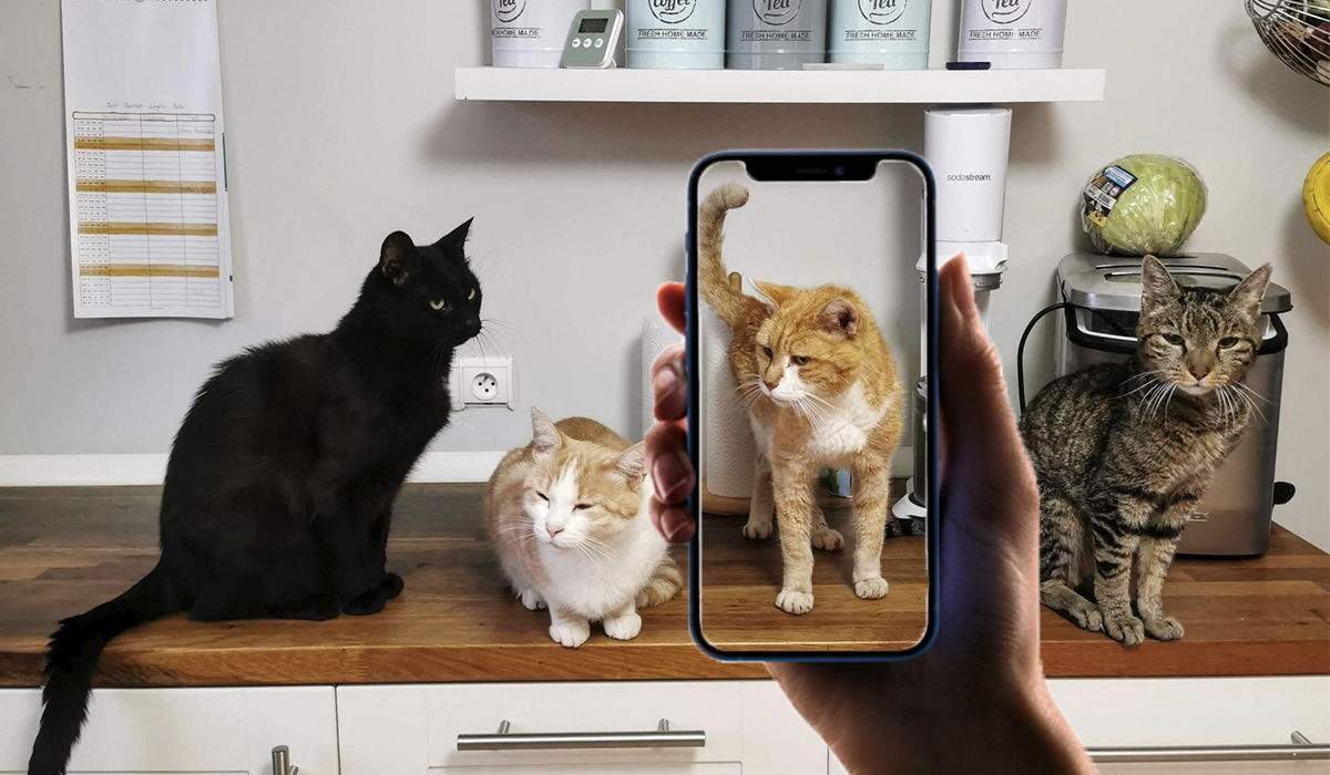 7 aplicacions d'identificació de races de gats disponibles per a iPhone