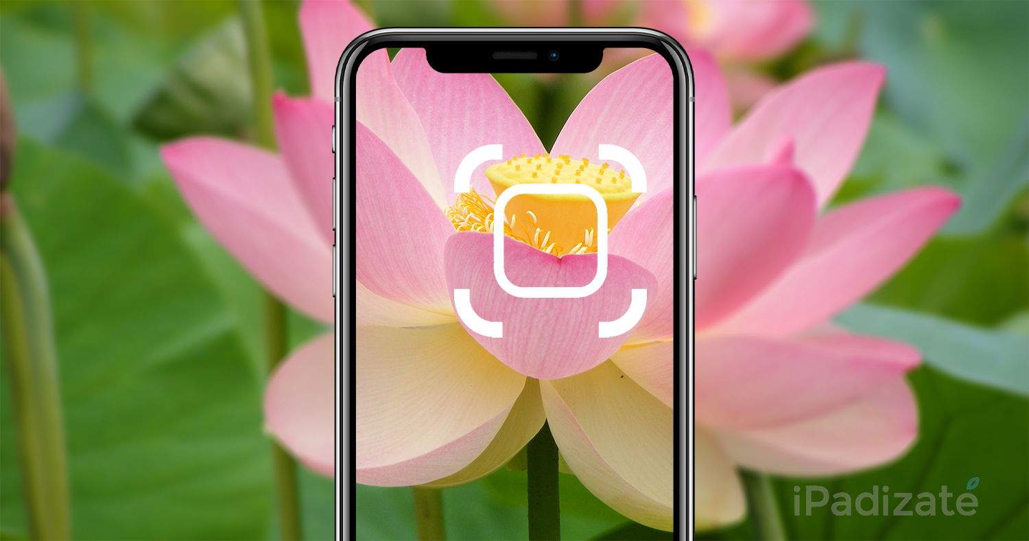 Com identificar plantes i flors amb l'iPhone sense instal·lar res