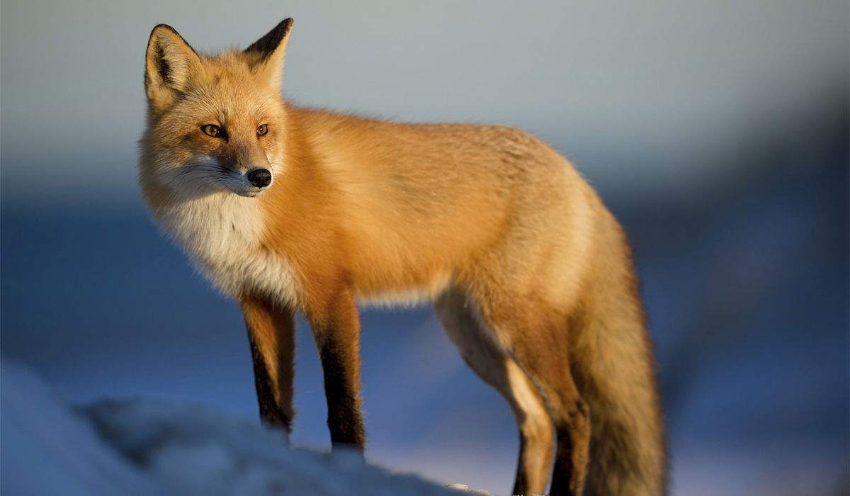 8 apps sobre animals i espècies des de l'iPhone