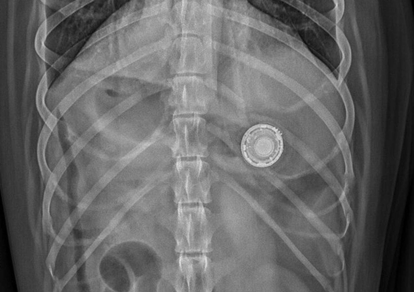 Aquesta és la raó per la qual NO has de posar un AirTag al collaret del teu gos