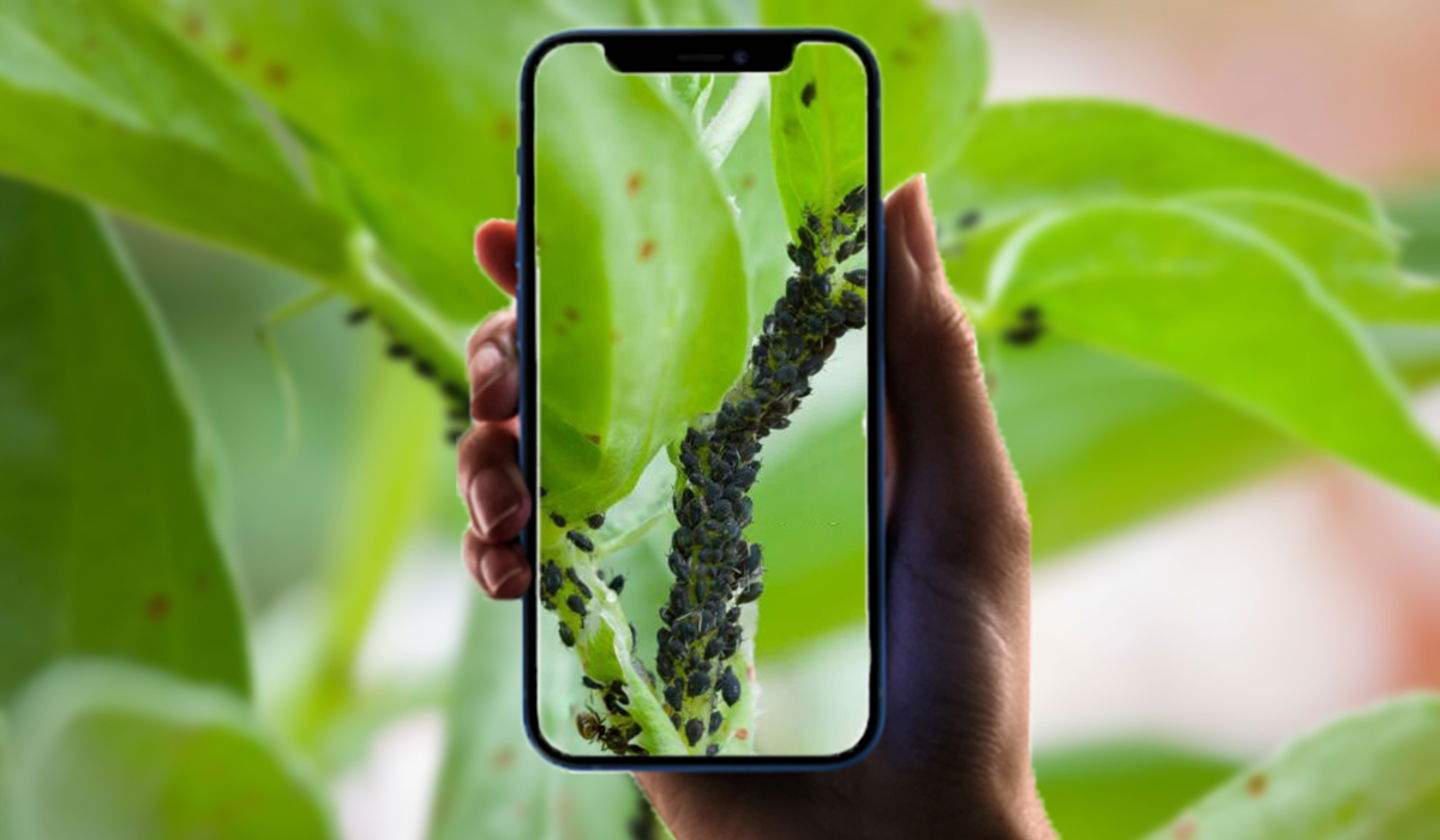 Apps para detectar enfermedades y plagas en plantas desde iPhone