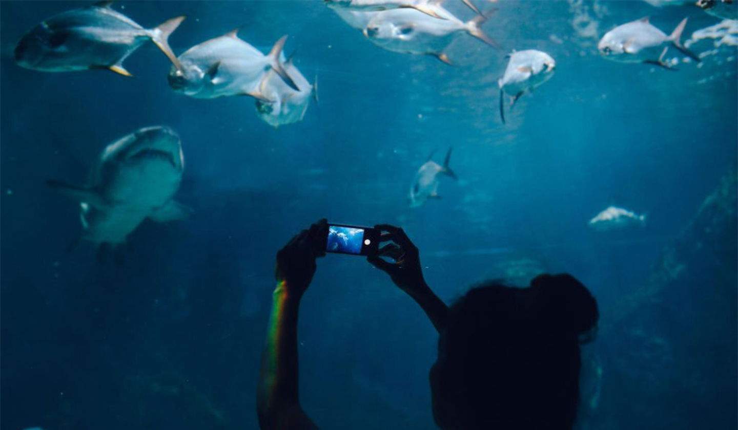 Millors apps per a identificar animals des de iPhone