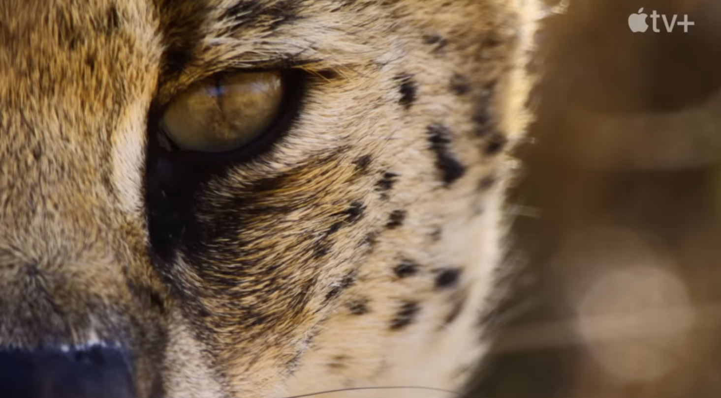 'Earthsounds' és el nou documental d'Apple TV+ i ja té tràiler oficial
