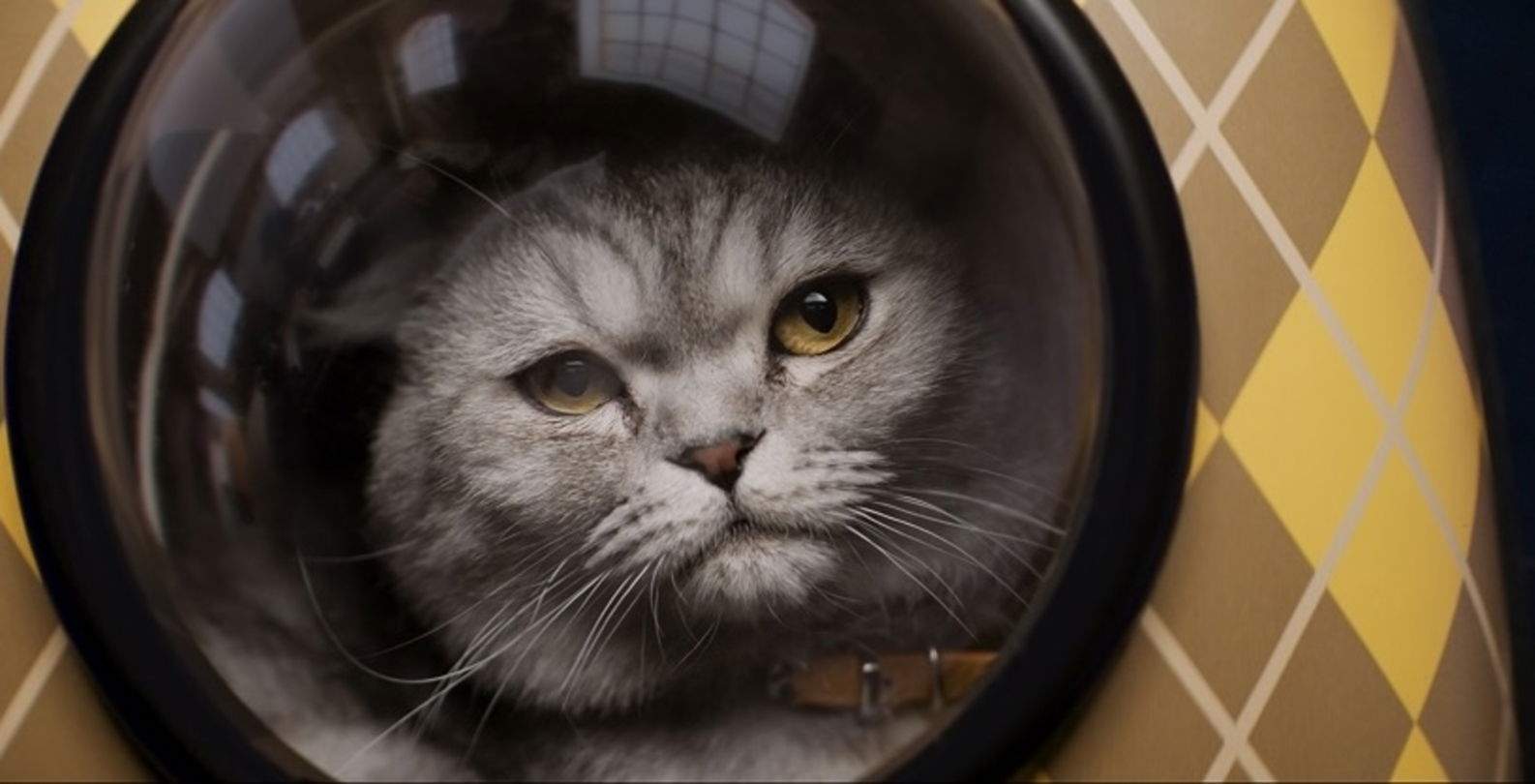 La pel·lícula més criticada d'Apple TV+ es converteix en la més vista de la setmana