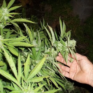 Marihuana Pixabay gomopix Marihuana Pixabay gomopix