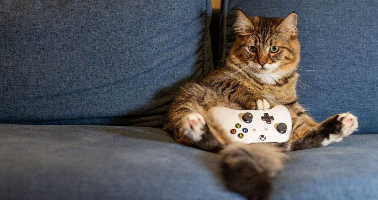 Com fer millors fotos d'una mascota amb l'iPhone