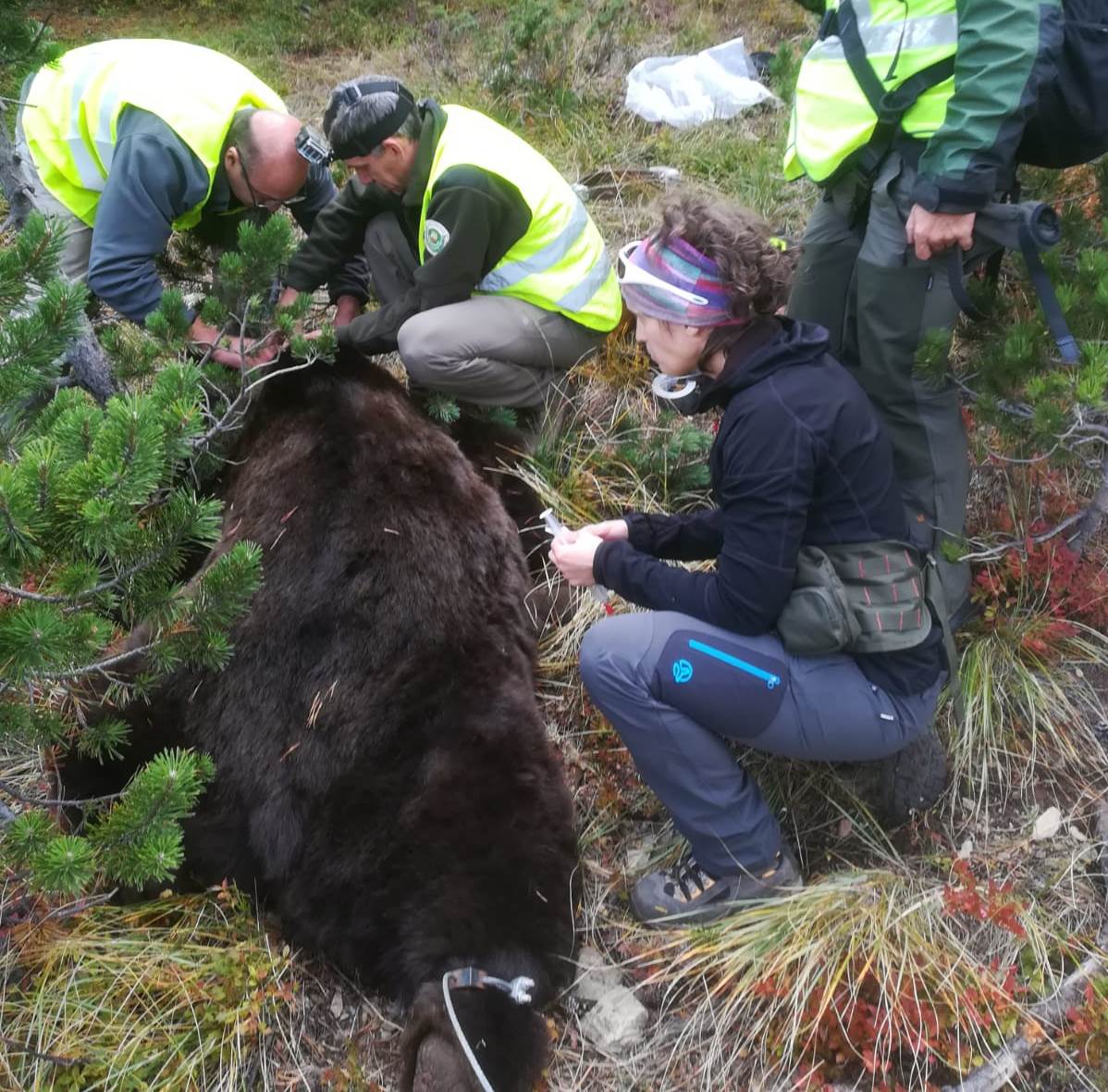 El oso Goiat estará localizado en el Pirineo las 24 horas del día